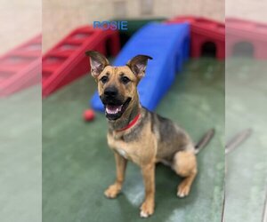 German Shepherd Dog-Unknown Mix Dogs for adoption in Tallulah, LA, USA