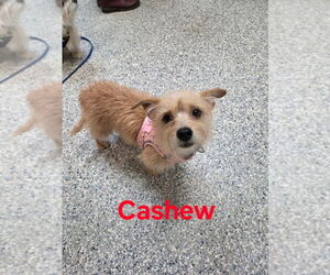 Chihuahua-Unknown Mix Dogs for adoption in Sayreville, NJ, NJ, USA