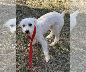 Maltese Dogs for adoption in Tarrytown, GA, USA