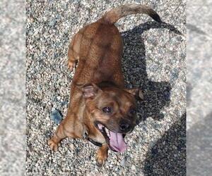 Chipin Dogs for adoption in Bemidji, MN, USA