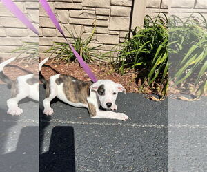 Mutt Dogs for adoption in Sterling, MA, USA