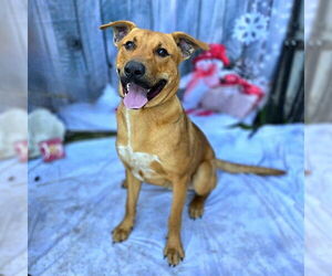 German Shepherd Dog-Unknown Mix Dogs for adoption in Long Beach, CA, USA