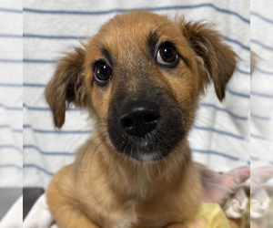 Mutt Dogs for adoption in Woodbury, NY, USA