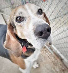 Treeing Walker Coonhound Dogs for adoption in Eldora, IA, USA