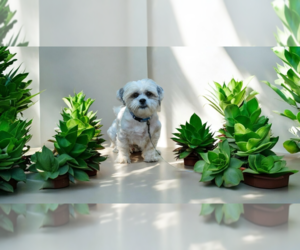 Shih Tzu Dogs for adoption in Menifee, CA, USA
