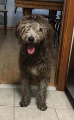 Aussiedoodle Dogs for adoption in St. Louis Park, MN, USA