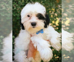 Shih Tzu Dogs for adoption in Corona, CA, USA