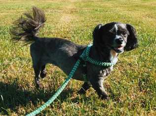 Lhasa Apso Dogs for adoption in Dumfries, VA, USA