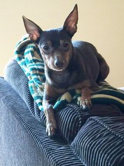 Miniature Pinscher-Unknown Mix Dogs for adoption in Los Banos, CA, USA