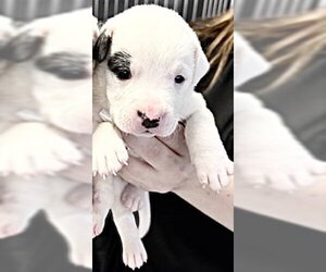 Lab-Pointer Dogs for adoption in Houston, TX, USA