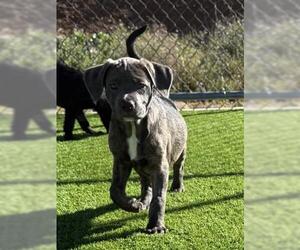 Mutt Dogs for adoption in Jackson, CA, USA