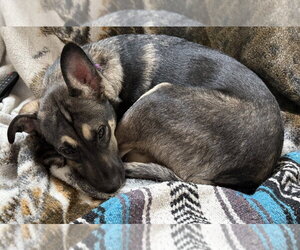 German Shepherd Dog-Unknown Mix Dogs for adoption in Oak Bluffs, MA, USA