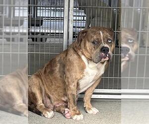 Mutt Dogs for adoption in Downey, CA, USA