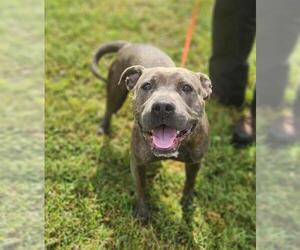 American Pit Bull Terrier-Unknown Mix Dogs for adoption in St. Cloud, FL, USA