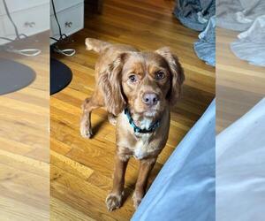 Cocker Spaniel-Unknown Mix Dogs for adoption in Morganville, NJ, USA