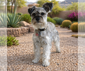 - Mix Dogs for adoption in Phoenix, AZ, USA