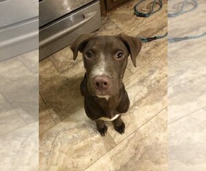 Collie-Labrador Retriever Mix Dogs for adoption in Scottsboro, AL, USA