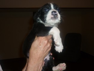 Medium Photo #1 Mutt Puppy For Sale in Alpharetta, GA, USA