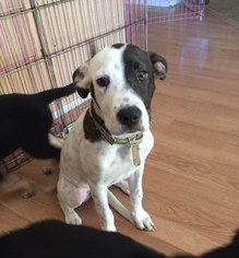 Mutt Dogs for adoption in Los Banos, CA, USA