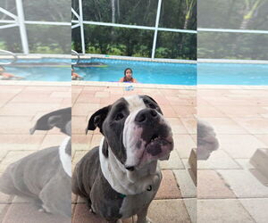 Bulldog-Unknown Mix Dogs for adoption in Lighthouse Point, FL, USA