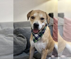 Labbe Dogs for adoption in Phoenix, AZ, USA