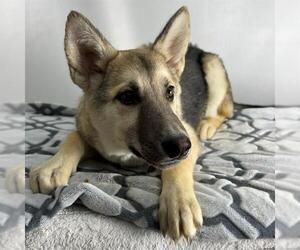 German Shepherd Dog-Unknown Mix Dogs for adoption in Riverside, CA, USA