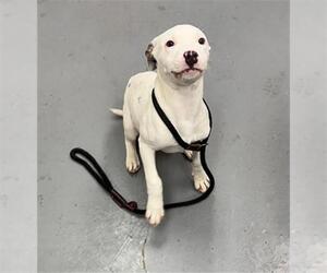 Mutt Dogs for adoption in Peoria, IL, USA