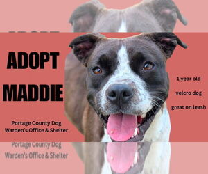 American Pit Bull Terrier-Unknown Mix Dogs for adoption in Rootstown, OH, USA