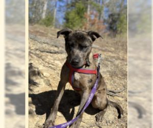 Catahoula Leopard Dog Dogs for adoption in Westwood, NJ, USA