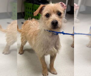 Mutt Dogs for adoption in Canton, CT, USA