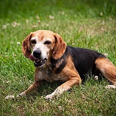 Beagle-Unknown Mix Dogs for adoption in Rogersville, TN, USA