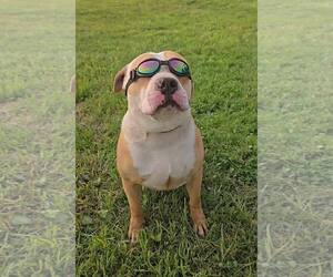 Boxer-Unknown Mix Dogs for adoption in Hinton, WV, USA