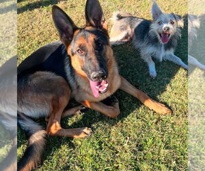 German Shepherd Dog Dogs for adoption in W Hollywood, CA, USA
