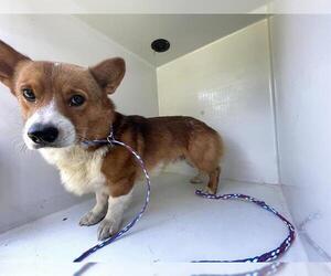 Pembroke Welsh Corgi Dogs for adoption in Houston, TX, USA