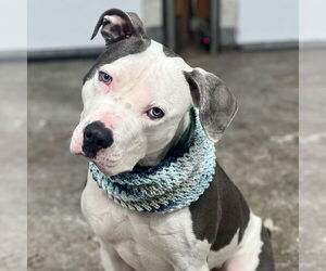 American Staffordshire Terrier Dogs for adoption in Cranford, NJ, USA