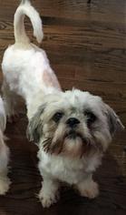 Shih Tzu Dogs for adoption in Glenwood, GA, USA