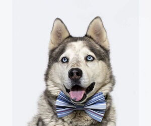 Siberian Husky Dogs for adoption in Santa Maria, CA, USA