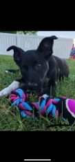 Collie-Unknown Mix Dogs for adoption in Toledo, OH, USA