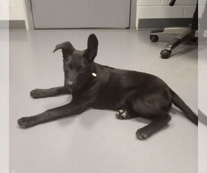 Shepradors Dogs for adoption in South Bend, IN, USA