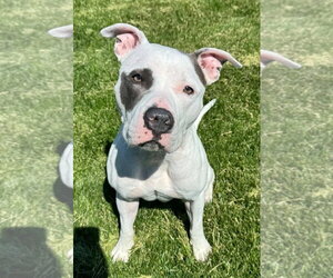 Mutt Dogs for adoption in Des Moines, IA, USA