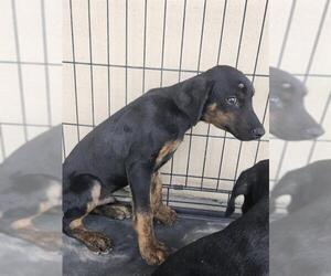 Labrador Retriever-Unknown Mix Dogs for adoption in San Antonio, TX, USA