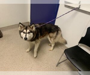 Siberian Husky Dogs for adoption in Bakersfield, CA, USA