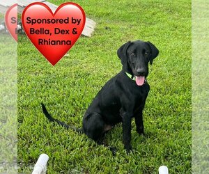 Mutt Dogs for adoption in San Leon, TX, USA