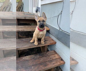 German Shepherd Dog-Unknown Mix Dogs for adoption in Seattle, WA, USA