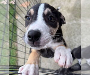 Border Collie Dogs for adoption in GILBERTS, IL, USA