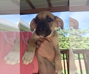 Collie-German Shepherd Dog Mix Dogs for adoption in Aurora, IN, USA