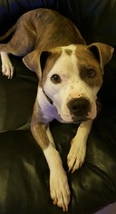 American Pit Bull Terrier-Unknown Mix Dogs for adoption in Goodlettsville, TN, USA