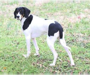 Black and Tan Coonhound-Labrador Retriever Mix Dogs for adoption in Cary, NC, USA