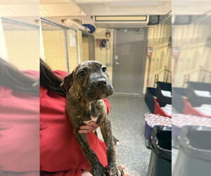 Boxer-Unknown Mix Dogs for adoption in Brewster, MA, USA