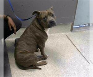 American Staffordshire Terrier Dogs for adoption in Tallahassee, FL, USA